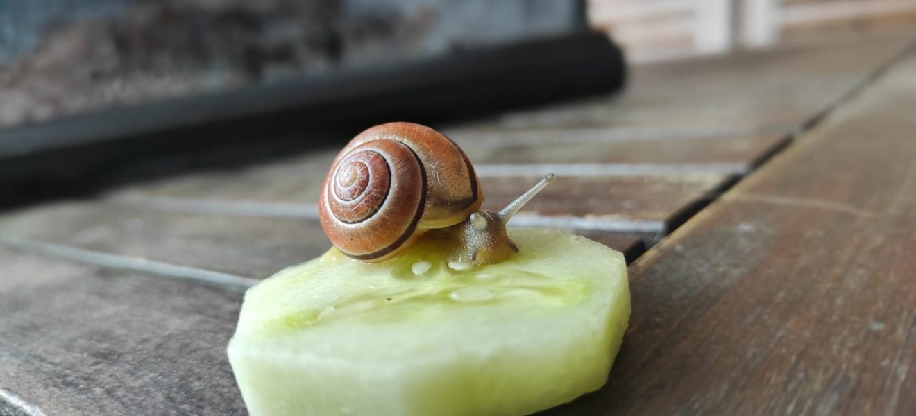 Helfende Tiere Schnecke