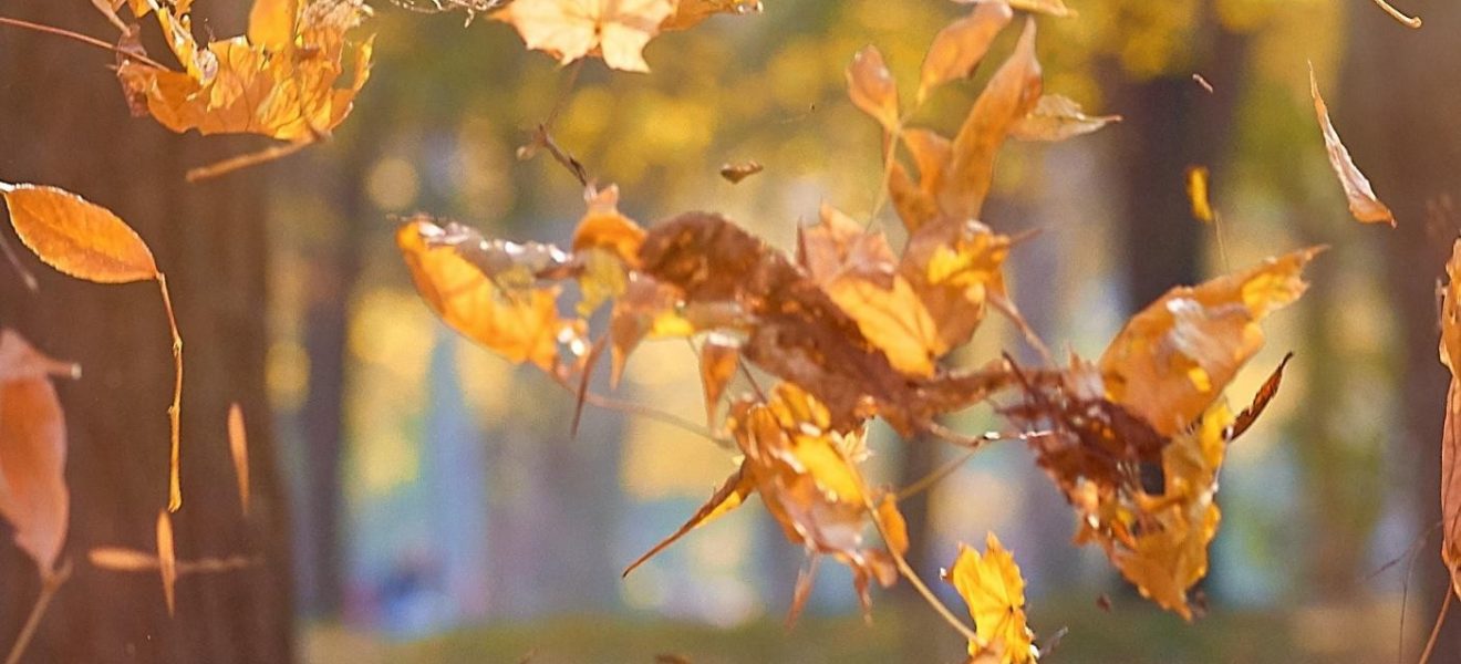 Fortbildungsprogramm Herbst