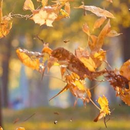 Fortbildungsprogramm Herbst