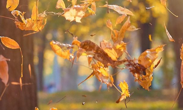 Fortbildungsprogramm Herbst